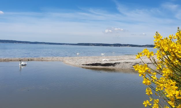 Randonnée en petite Camargue du 25 mai 2024